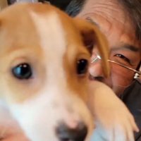 男性に抱っこされて周りを見渡す子犬