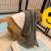 タオルを引きずるかんくろう君