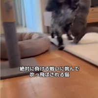 飛ばされる猫