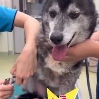 台に乗せられ爪切りをされる犬