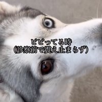 目を大きく見開く犬