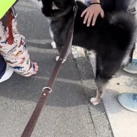 小学生の顔を嗅ぐ黒柴