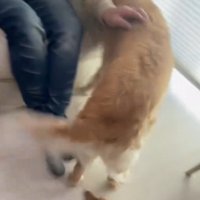 しっぽを振って部屋の中を歩くゴールデンレトリバー