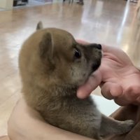 あごを触られる犬