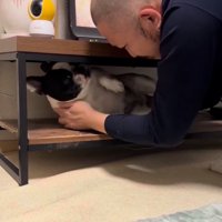 テレビ台の中の小型犬を捕まえる飼い主
