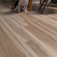 ペルルちゃんの「待て」