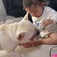 おもちゃの引っ張りっこ