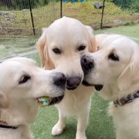 おもちゃをくわえる3匹の大型犬たち