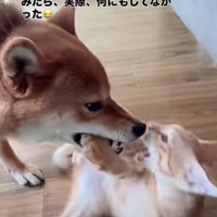 甘噛みする柴犬