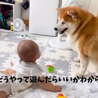 赤ちゃんと柴雄くんと茶太郎くん7