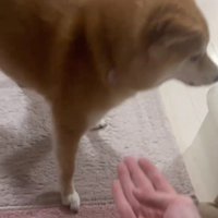 手を避けるこまりちゃん