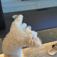 ガムテープを取りたいぬい君3