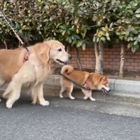 お散歩が終わると…