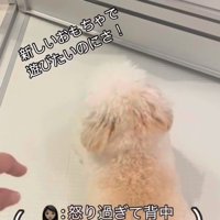 お風呂場に突撃するジジくん5