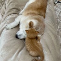 眠る犬と猫5
