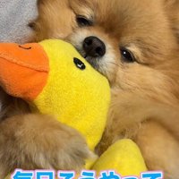 ポメラニアンのむぎちゃん
