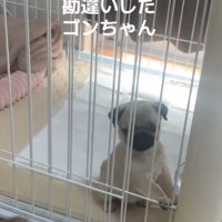 ケージの前に座る犬