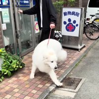 「やっぱり帰ります！」