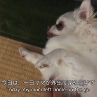 不機嫌丸出しの表情