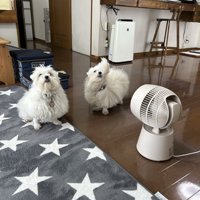 家族