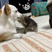 コーギーの口を噛む子猫
