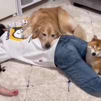 「みんなでお昼寝～！」