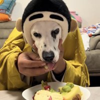 ケーキを食べさせてもらっている犬