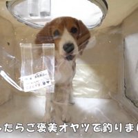 ペコちゃんの賢い行動