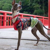 イノシシに襲われた