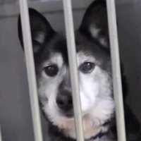 檻の中でジッとしている犬