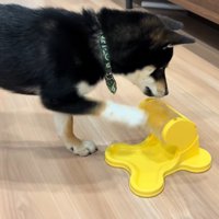 ご飯が出る玩具に苦戦するくろべえ君