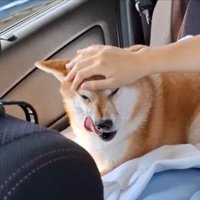半年