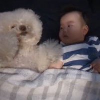 赤ちゃんと横になってタオルをかけられている犬