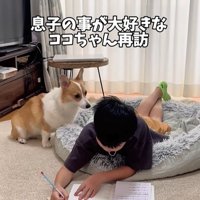 宿題中の男の子とココちゃん6