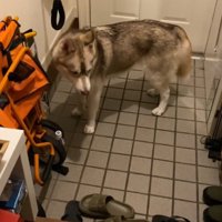 犬に声を掛けるママ