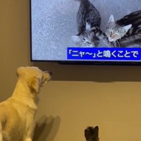 テレビを見る2匹2
