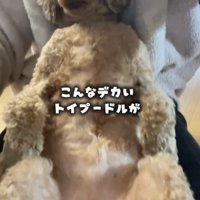 人の脚の間に収まる犬