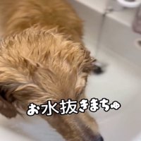 栓を抜く犬
