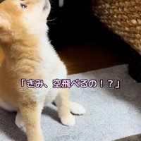 鳥に驚くワンコ