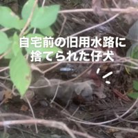 用水路に捨てられた子犬