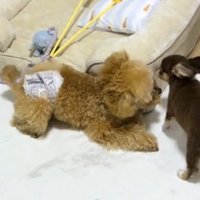 妹犬の前で伏せをする兄犬