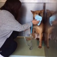 怯えた目で女性を見る茶色い犬