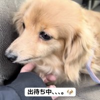 落ち着いているピースちゃん