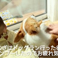お疲れ気味のむぎ君をナデナデ…