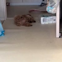 寝ている犬2