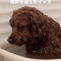 溶けそうなピノちゃん