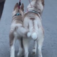体を寄せて歩く2匹の犬