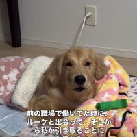 布団で顔を上げる大型犬