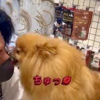 キスする犬