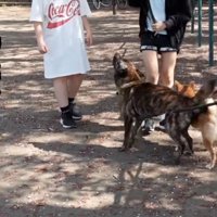 散歩中に人へ警戒する犬